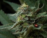 Ladybugs love & protect Cannabis